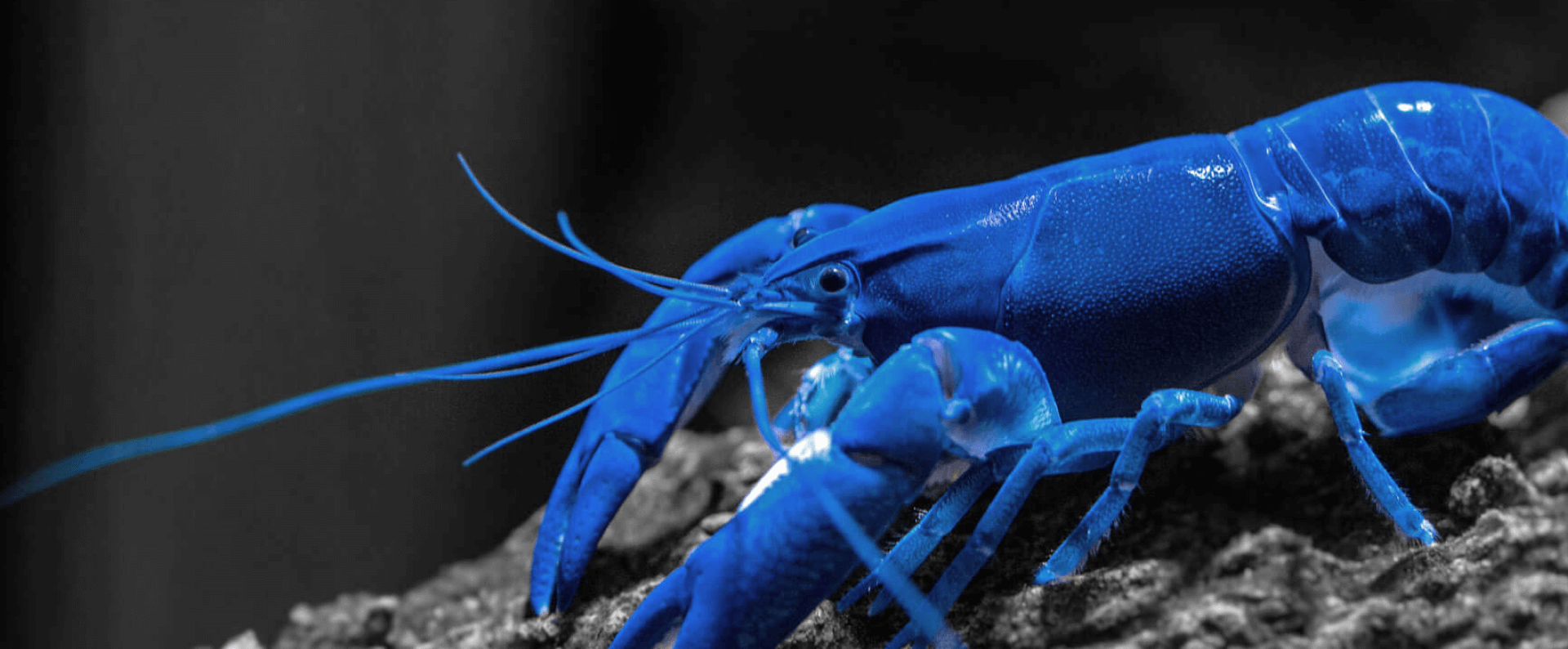 blue-lobster-underwater
